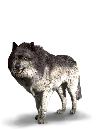 Image of a wolf